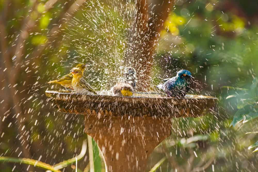 wildlife water station summer
