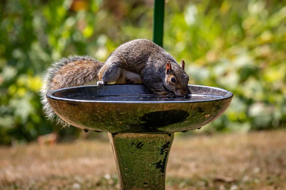 wildlife water station summer