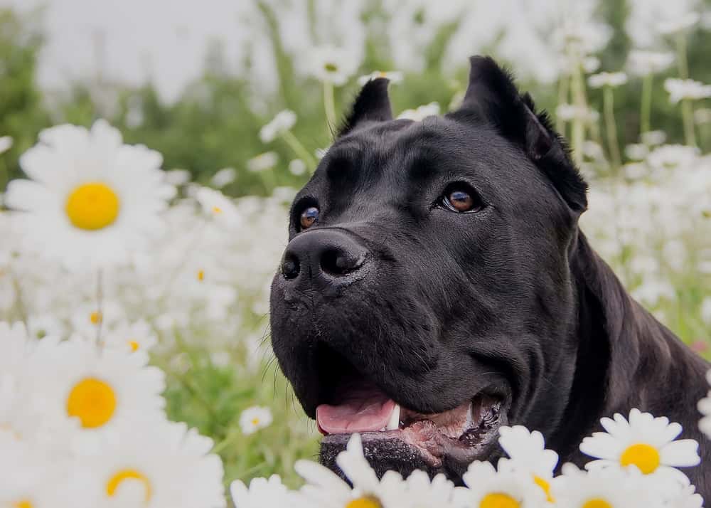 costs of owning a dog