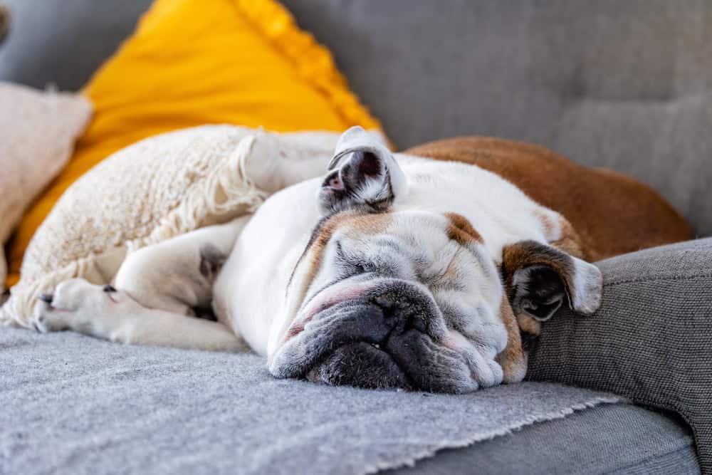 costs of owning a dog