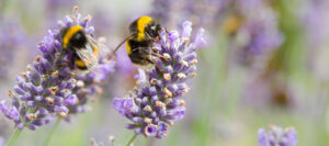 pollinating plants