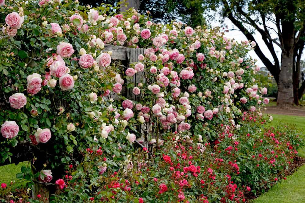 plants for garden privacy