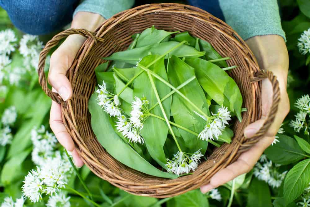 Spring Foraging UK Guide and Woodland Recipes