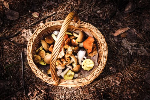 Spring Foraging UK Guide and Woodland Recipes