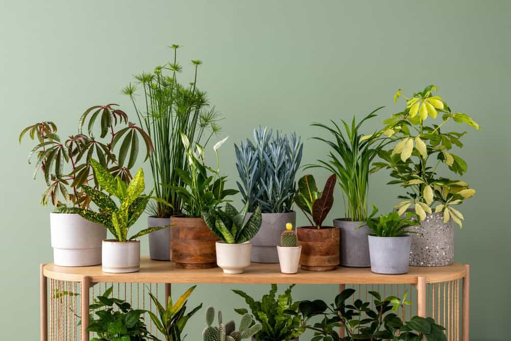best houseplants for every room
