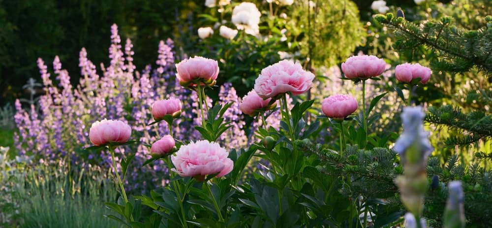 Fragrant Garden Plants